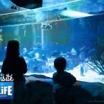 On a visité l’aquarium SEA LIFE Paris Val d’Europe